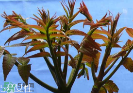 ?香椿癌癥病人能吃嗎？癌癥患者可以吃香椿嗎？