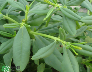 人參菜怎么吃？人參菜怎么吃好？