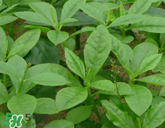 人參菜怎么吃？人參菜怎么吃好？