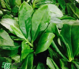 人參菜怎么吃？人參菜怎么吃好？