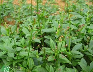 人參菜怎么吃？人參菜怎么吃好？