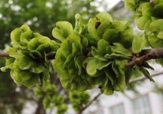 榆錢(qián)是酸性還是堿性？榆錢(qián)是什么味道