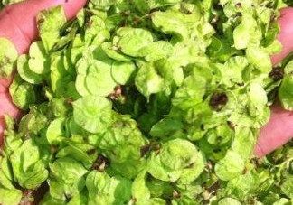 榆錢(qián)有什么特點(diǎn)？榆錢(qián)有什么作用