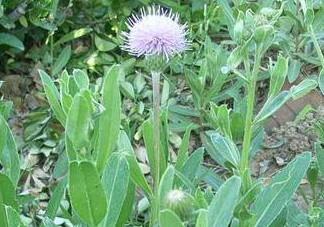 刺兒菜能吃嗎？刺兒菜可以吃嗎