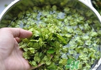 榆錢是榆樹的什么？榆錢是花還是果實(shí)