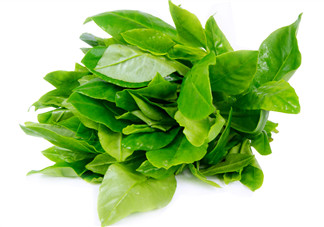 人參菜怎么吃？人參菜怎么吃好？