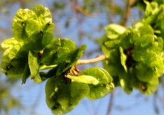 榆錢(qián)是榆樹(shù)的什么？榆錢(qián)是花還是果實(shí)