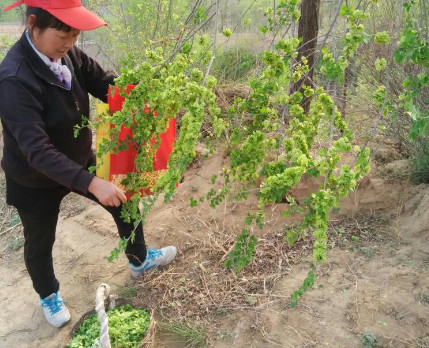 榆錢能炒雞蛋嗎？榆錢炒雞蛋怎么做