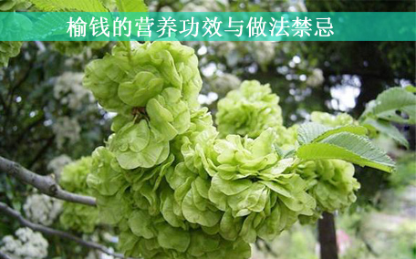 榆錢怎么長(zhǎng)期保存 榆錢可以曬干保存嗎