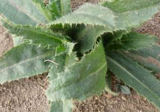 刺兒菜吃了有什么用？刺兒菜有什么功效