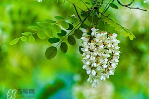 刺槐花幾月開(kāi)？刺槐花什么時(shí)候開(kāi)