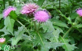 刺兒菜吃了有什么用？刺兒菜有什么功效