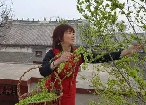 榆錢怎么蒸？蒸榆錢的做法