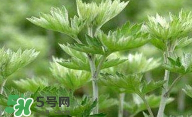 艾蒿能吃嗎？艾蒿能做菜吃嗎