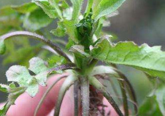 高血壓能吃刺兒菜嗎？刺兒菜能降血壓?jiǎn)?>
               <p class=