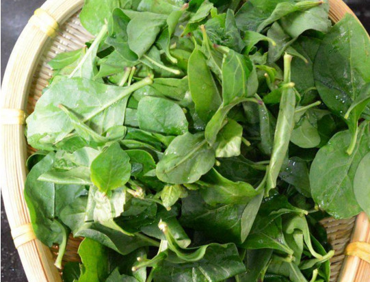 吃枸杞葉有什么好處？枸杞葉的功效與作用