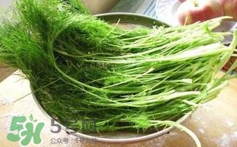 茴香苗有什么好處？茴香苗的功效與作用