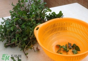 吃枸杞葉會(huì)過(guò)敏嗎？吃枸杞葉會(huì)不會(huì)過(guò)敏