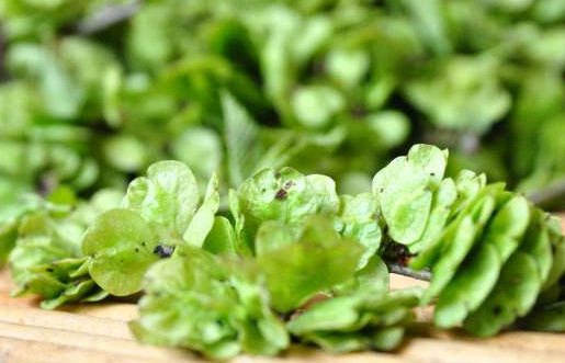 榆錢是酸性還是堿性？榆錢是什么味道