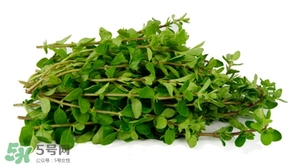 枸杞葉能炒著吃嗎？枸杞葉能涼拌嗎