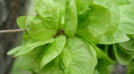 榆錢怎么存放？榆錢的保存方法