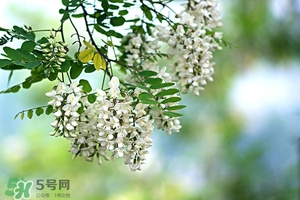 刺槐花幾月開(kāi)？刺槐花什么時(shí)候開(kāi)