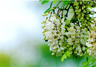 刺槐花幾月開？刺槐花什么時(shí)候開