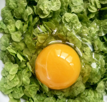 榆錢能炒雞蛋嗎？榆錢炒雞蛋怎么做