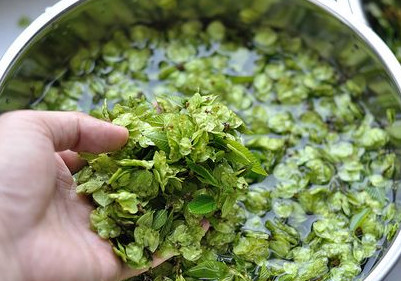 榆錢樹果實(shí)怎么吃?榆樹的果實(shí)怎么吃? 榆錢樹果實(shí)怎么吃?榆樹的果實(shí)怎么吃?