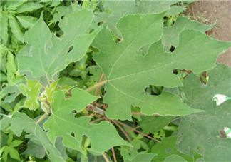 蒸構(gòu)樹花兒的功效 蒸構(gòu)樹花兒有什么功效？