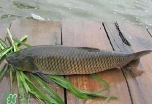 4月份可以釣草魚(yú)嗎？4月份如何釣草魚(yú)？