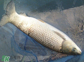 4月份可以釣草魚(yú)嗎？4月份如何釣草魚(yú)？