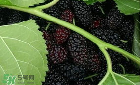 桑葚和菠蘿能一起吃嗎？桑葚可以和菠蘿一起吃嗎？