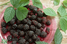 桑葚和菠蘿能一起吃嗎？桑葚可以和菠蘿一起吃嗎？