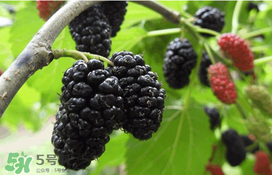 桑葚可以冷凍嗎？桑葚能冷凍保存嗎？