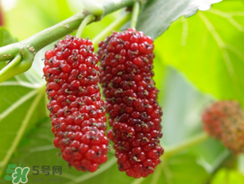 桑葚可以冷凍嗎？桑葚能冷凍保存嗎？