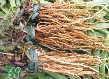 苦苣根哪里有賣？苦苣根茶在那里買的到