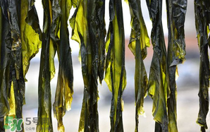 香椿和海帶能一起吃嗎？香椿和海帶一起吃好嗎？