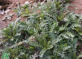 薺菜和香椿能一起吃嗎？薺菜和香椿一起吃好嗎？