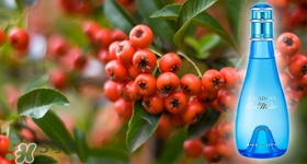 davidoff大衛(wèi)杜夫是哪個國家的？大衛(wèi)杜夫是奢侈品嗎？