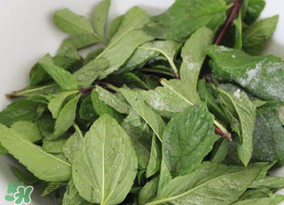 香椿和薄荷能一起吃嗎？香椿和薄荷一起吃會中毒嗎？