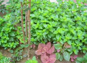 香椿和薄荷能一起吃嗎？香椿和薄荷一起吃會中毒嗎？