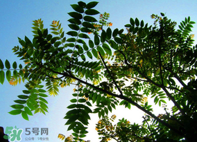 香椿放久了能吃嗎？香椿可以放多久？