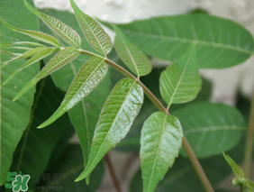 香椿放久了能吃嗎？香椿可以放多久？