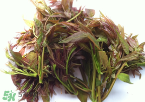 香椿放久了能吃嗎？香椿可以放多久？