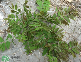 香椿長什么樣子？香椿長在什么地方？