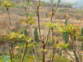 香椿長什么樣子？香椿長在什么地方？