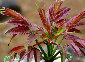 香椿長什么樣子？香椿長在什么地方？