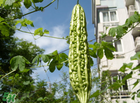 香椿和苦瓜能一起吃嗎？香椿和苦瓜一起吃好嗎？