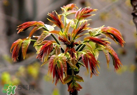 香椿和苦瓜能一起吃嗎？香椿和苦瓜一起吃好嗎？